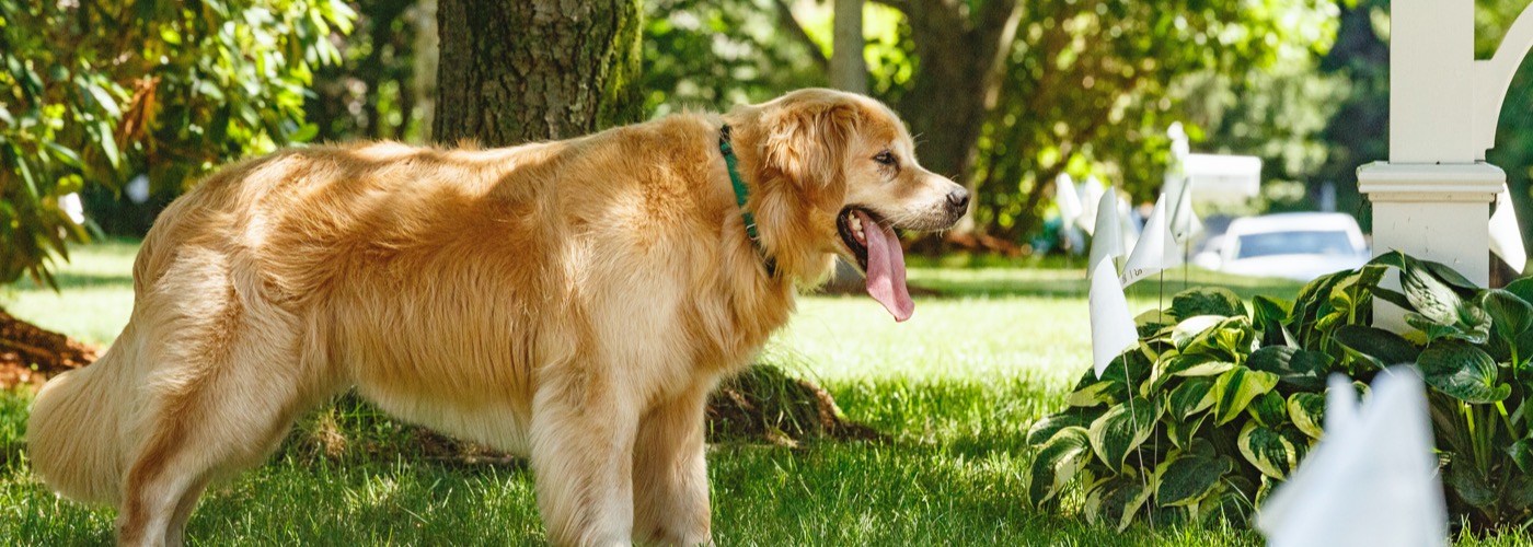 DogWatch of Omaha, Omaha, Nebraska | Outdoor Hidden Dog Fences Slider Image